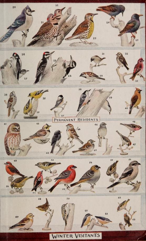 Field Notes from the Northern Forest